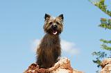 CAIRN TERRIER 472